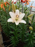 [4093 Champion Diamond DJ No01.JPG]